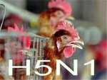 Информация для владельцев домашних птиц об опасности высокопатогенного гриппа птиц